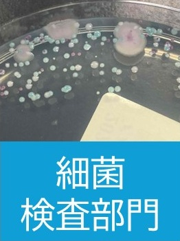 細菌検査.jpg